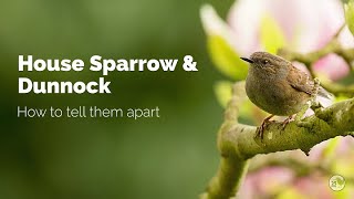 BTO Garden BirdWatch - Telling apart House Sparrow and Dunnock