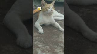 Wastage ... Check comment #waste #pets #cat #mau #funny #video #viralshort #shorts