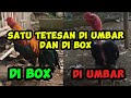 UPDATE AYAM JANTAN DI UMBAR DAN DI BOX