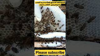 ഹണി ചേമ്പറിലെ വർക്കുകൾ || Works in Honey Chamber || തേനീച്ച വളർത്തൽ || Beekeeping