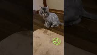 【決定的カビ】猫カビ恐るべし！#スコティッシュフォールド #子猫