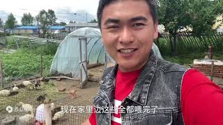 东北农村工作的一天，喂喂鸡鸭鹅狗，中午在简单吃个面。