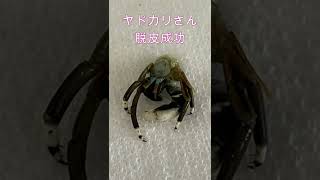 【感動】ヤドカリついに脱皮！！