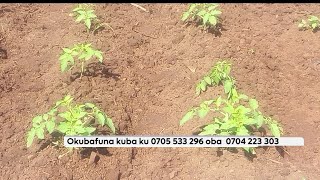 Agabuutikidde OLima ennyanya omukugu akulambika ku nnimiro