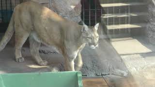 【おとなしめ】 マリー様 国内最高齢・天王寺動物園のピューマ