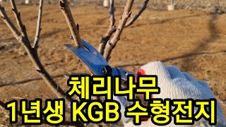 체리나무 1년생 KGB수형 전지하기