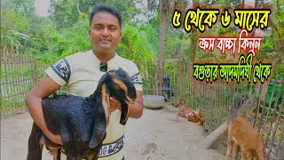 ৫ থেকে ৬ মাস বয়সের ক্রস বাচ্চা কিনুন বগুড়ার আদমদিঘী থেকে । ছাগলের খামার বগুড়া আদমদিঘী