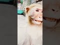 monkey animals cute funny comedy musicgenre music koti koti koti 🐒🐒🐒🐵🐵🐵🤳🤳🐒🐒🐵🐵🐵🐒🐒😍🥰