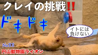 No33【感動】クレイのカスタネット挑戦に密着！ビビる姿が可愛すぎる♡クレイ＆イトの日常！　2024/2 イト＆クレイ #円山動物園 #lion #maruyamazoosapporo