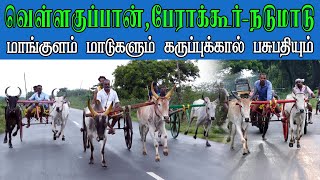 ETSS reckla race - வெள்ளகுப்பான்,பேராக்கூர் (நடுமாடு-31.10.2021) bulls rcae