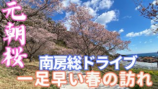 【元朝桜】南房総随一！桜の名所「抱湖園」とノスタルジックな原岡桟橋をドライブ！