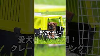 愛犬の安心空間！クレートトレーニング入門 #犬 #犬のいる暮らし #いぬのいる暮らし #多頭飼い