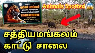 Sathyamangalam forest road | Dhimbham ghat |Animals Spotted 😯|27 hairpin Dangerous cuts car drive😱