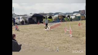 2023年　福岡アジリティ競技会　ＡＧ３