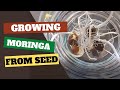 How to Grow Moringa from Seed: A Complete Guide