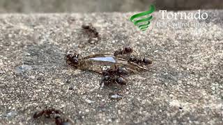 Professional Ant Treatment Doncaster - Tornado Pest Control Limited