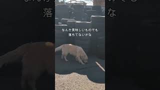 転がるタイヤにビビる大型犬 #dog #ゴールデンレトリーバーgolden