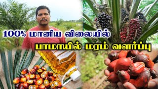 பாமாயில் மரம் வளர்ப்பு | எண்ணெய் பனை சாகுபடி | Palm oil Tree Cultivation | 100% Subsidy