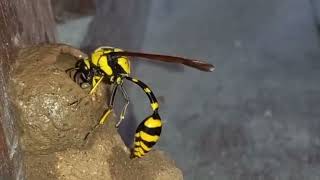 රන් කුඹලා ගෙයක් හදනවා... Potter Wasp builds a nest..... #potter #natural #srilanka