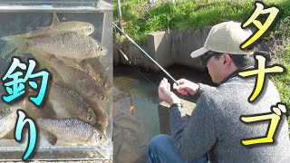 春のタナゴ釣り。のんびりウキ釣り。大漁。　小物釣り49。　小物釣り　琵琶湖 Lake BIWA River Fishing　日本の釣り。