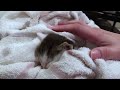 生後１ヶ月子猫がうちに来て、腕の中で眠るまでがかわいすぎる　one month old kitty slept in my arm is too cute