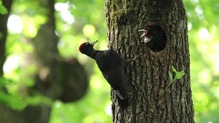 A mi élő erdőnk - Erdőgazdálkodás másképp (EN subs)