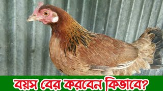 How to measure chicken age | poultry farming | Ma Deshi Murgi khamar