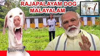 രാജപാളയത്തെ രാജാക്കന്മാർ | Rajapalayam Dog Breed |