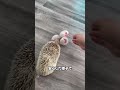 母親ハリネズミの行動😳