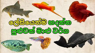 ලේසියෙන්ම හදන්න පුලුවන් මාළු වර්ග 08ක් | Top 08 BEGINNER Fish for your First Aquarium