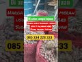 harga bibit bawang merah