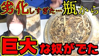 害虫が渦巻く菌糸瓶の中で…大型なクワガタムシは羽化する事ができたのか…掘り出しスタートです！