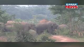 Two Dozen Elephant Causing Havoc, Destroys Residential Home In Mayurbhanj