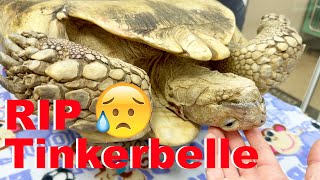 My Pet Tortoise Has Died