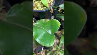 Nepenthes Truncata Titans Tower working on another tower of a pitcher! #shorts