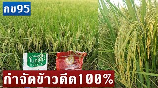 #กข95 นาพี่วิเจนเดิมบาง #กำจัดข้าวดีดหายเกลี้ยง100% T.081-105-0365 , 085-292-6403