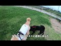 【甲斐犬】同世代のもこもこワンコにワンプロ挑んでみた【ゴールデンドゥードル】