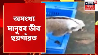 Chaigaon News | লাজুকী বান্দৰ চাবলৈ অসংখ্য মানুহৰ ভীৰ ছয়গাঁৱত