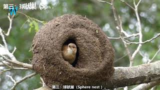 A variety of peculiar bird nests