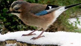 Eurasian Jay Bird at Tehidy Woods in The Snow  - Le Geai des Chenes