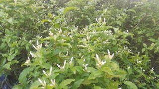 ಮಲ್ಲಿಗೆ ಗಿಡದ ತುಂಬ ಮೊಗ್ಗುಗಳು.. ನೋಡಲು ಎಷ್ಟು ಚಂದ.. #gardenflower #ಮಲ್ಲಿಗೆ #jasmineplant #jasminegarden