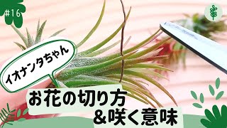 #16 イオナンタちゃんのお花をむしる！チランジアのお花の意味とは？