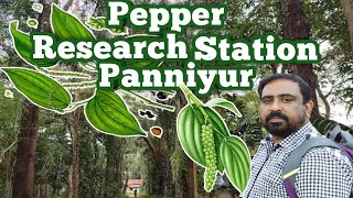 Panniyur Pepper Research Station Kannur || പന്നിയൂർ കുരുമുളക് ഗവേഷണ കേന്ദ്രം #BlackPepper