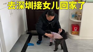 去深圳接女兒回惠州大亞灣的家，買了獅頭鵝帶回去給狗狗們吃 #平平淡淡小日子 #生活的烟火气息 #家的样子 #日常vlog #记录真实生活