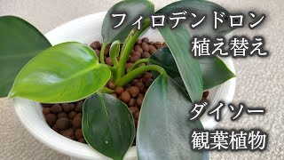 【ダイソーの観葉植物】フィロデンドロン  植え替え