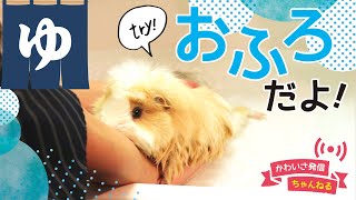 湯シャンの後にご褒美にピーマンをもらうモルモット　cute guineapig