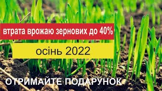 Втрата врожаю зернових в осінній період 2022. Контроль шкідників.