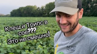 Клещ и Трипс на сое - убираем ФОСами!