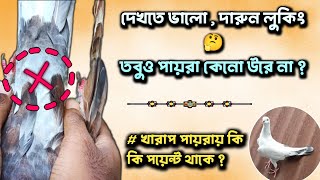 এই বিষয় গুলো থেকে একদম সাবধান হয়ে যান🤔 । pigeon good or bad point identify।