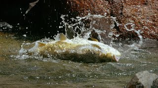 Huge Trout Eats Mice | Wild New Zealand | BBC Earth